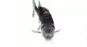 :justafish@akko.wtf: